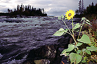 Sunflowers on a rainy day, Potter Rapids.